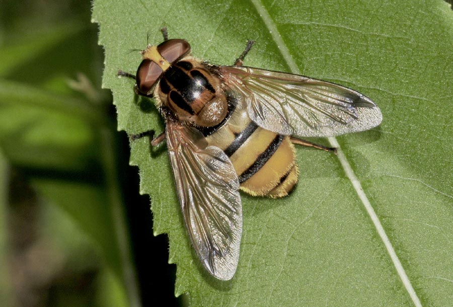 Syrphidae: Volucella inanis femmina